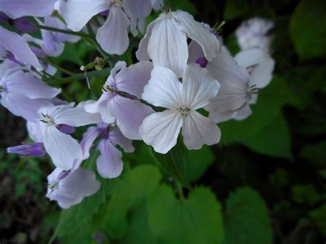 Gardening With Grace: Plant of the Week: Lunaria rediviva