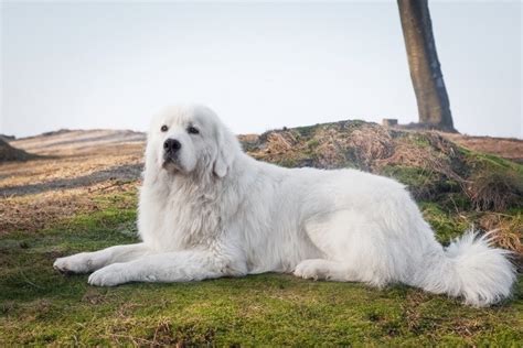 Polish Tatra Sheepdog: Info, Pictures, Characteristics & Facts | Hepper