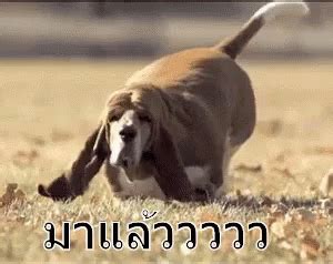 หมาวิ่ง มาแล้ว หมา GIF - Dog Run Running Dog Im Coming - Discover ...