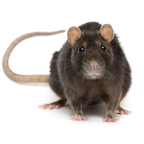 buy feeder rats near me,Save up to 16%,www.magnetoenergy.it