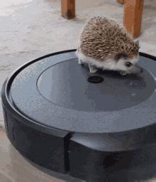 My Humps, Dancing Gif, Animated Gif, Cool Gifs, Hedgehog, Animation ...