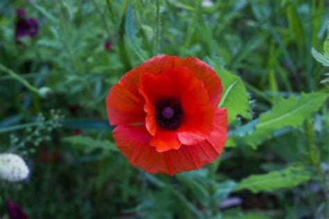 Poppy Flower Meaning and Symbolism in the Language of Flowers - Petal ...