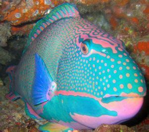 Pink & Baby Blue Parrotfish Beautiful Creatures, Animals Beautiful ...