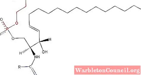 Sphingomyelin: structure, functions, synthesis and metabolism - science ...