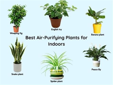 11 Best Air Purifying Plants for Indoors (Low Light Bedroom, Bathroom ...