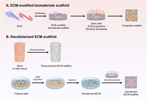 Frontiers | The Bone Extracellular Matrix in Bone Formation and ...