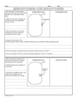 Endocytosis and Exocytosis Biology Homework Worksheet by Science With ...