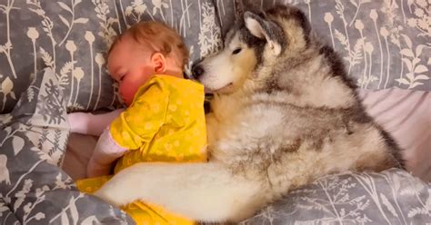 Touching Footage of Husky Soothing Sleeping Baby Sister Warms Hearts ...