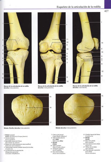 Huesos Rodilla | Rodillas