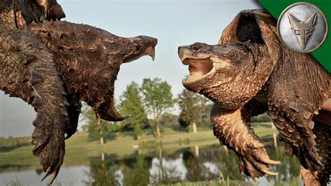 Alligator Snapping Turtle vs Common Snapping Turtle - YouTube