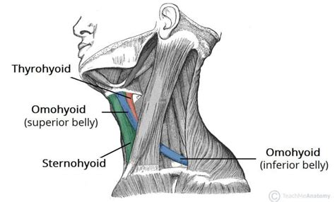 Sternothyroid - Actions - Attachments -TeachMeAnatomy