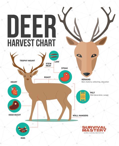 Deer Hunting Tips: Best Weapons, Safety Questions and Expert's Advices