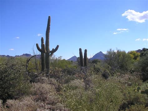 Sonoran Desert | One Earth