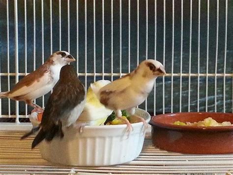 Three Society Finches and one Gouldian Finch at snack time. | Pet ...