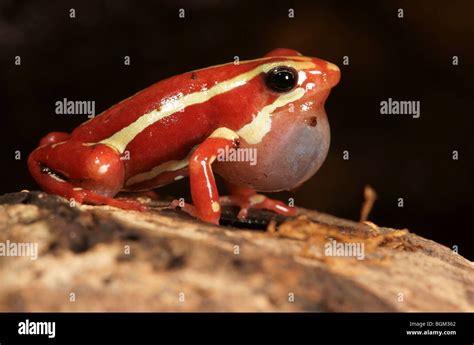 Phantasmal poison frog (Epipedobates tricolor) in captivity Stock Photo ...