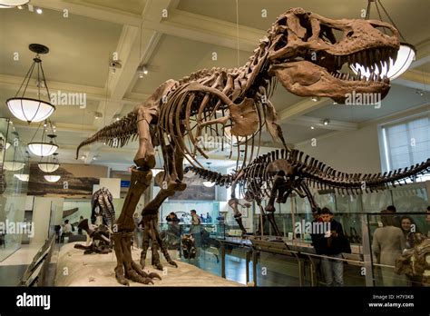 Tyrannosaurus Skeleton In Museum