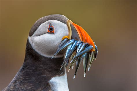 The Puffin in Iceland | Best time and places to see the Puffin in Iceland