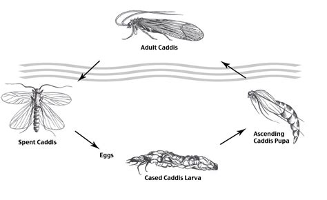 The Importance Of Fly Fishing With Caddis Flies - Peaks Fly Fishing