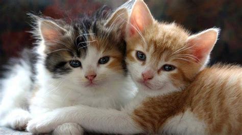 Two Cute White Brown Black Cat Kittens HD Kitten Wallpapers | HD ...