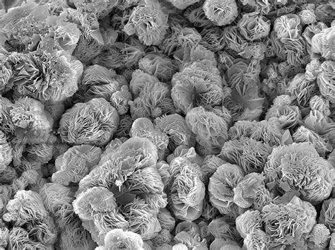 Magnesium Oxide corrosion, SEM - Stock Image - F010/9678 - Science ...