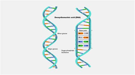 Dna, Double Helix, Illustration By Monica Schroeder ...