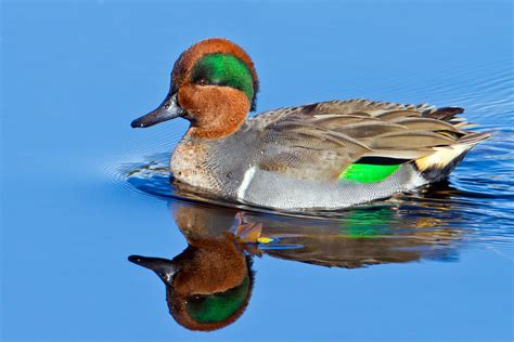 Green-winged Teal — Eastside Audubon Society