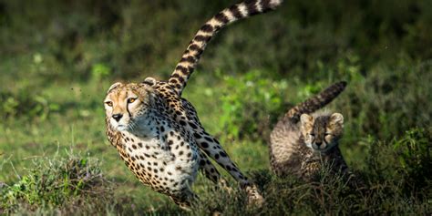 Fun facts about cheetahs | GVI | GVI