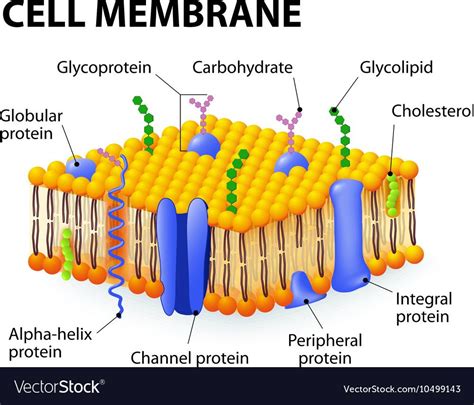 Structure Of Plasma Membrane Diagram / Components And Structure ...