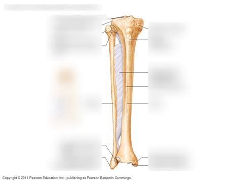 Crural Anatomy