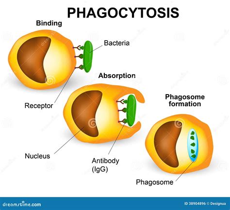 Phagozytose stock abbildung. Illustration von krankheit - 38904896