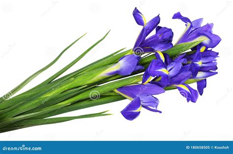 Bouquet of Blue Iris Flowers Stock Image - Image of fleurdelis, closeup ...