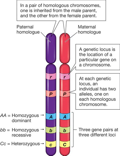 genetics - What are homologous chromosomes? - Biology Stack Exchange