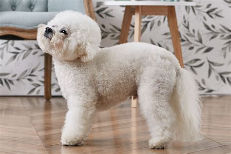 Bichon Frise: Dog Breed Characteristics & Care