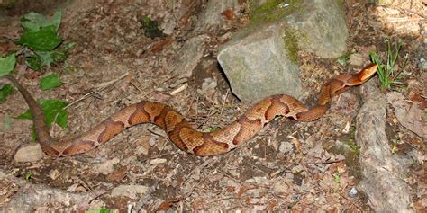 Discover Copperhead Snake Bite - Animals Around The Globe