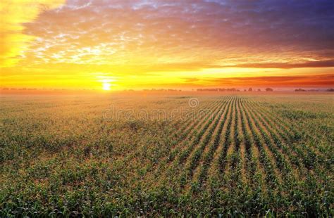 Corn field at sunset. Corn field at a sunset , #spon, #Corn, #field, # ...