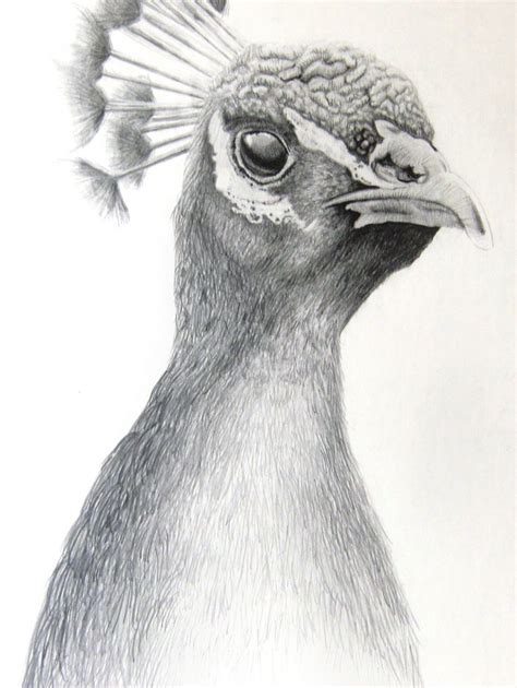 someones talent | Pencil drawings easy, Pencil drawings of animals ...