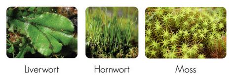 Classification of bryophytes