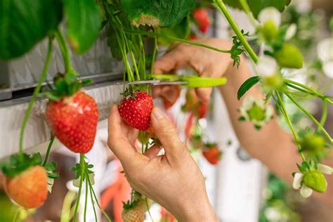 How and When to Harvest Strawberries | Gardener’s Path