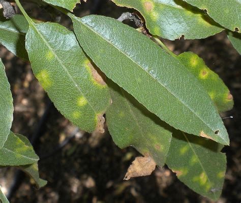 Summer Foliar Disease Epidemics - Scab - The Almond Doctor