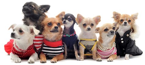 Chihuahua Clothes and Accessories at The Chihuahua Wardrobe!