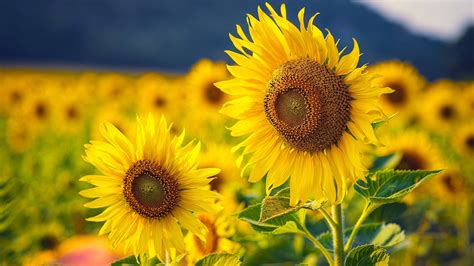 Field of Sunflowers Wallpaper - WallpaperSafari