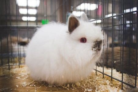 Jersey Wooly Rabbits As Pets: A Complete Guide to Care