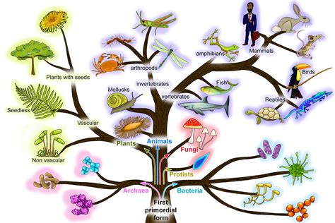 A simplified tree of life relating to Charles Darwins origin of species ...