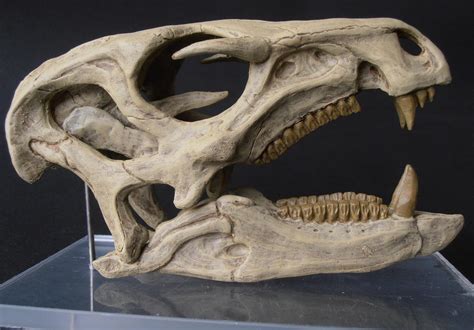 Dinosaur Skull Replicas Self Made - Paleo Re-creations - The Fossil Forum