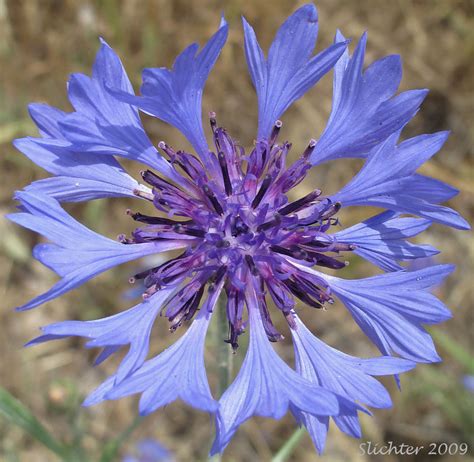 Bachelor's Button, Cornflower, Garden Cornflower: Centaurea cyanus