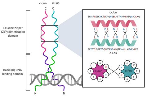 Viruses | Free Full-Text | The bZIP Proteins of Oncogenic Viruses