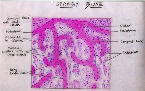 characteristics of spongy bone