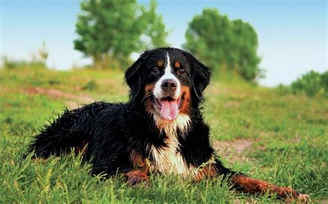 Bernese Mountain Dog | Description, Temperament, Images, & Facts ...