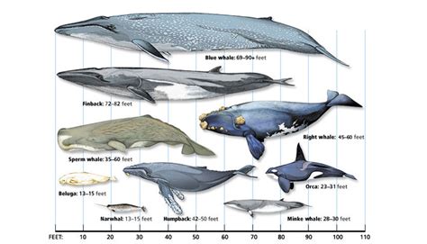 what-is-the-largest-whale-comparison-chart-full - Island Girl ...