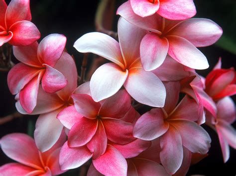 Hawaiian Flowers Wallpaper Backgrounds - WallpaperSafari